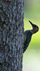 Woodpecker on Tree Trunk