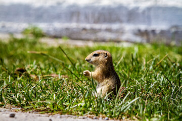 A  gopher in the grassland of mongolia