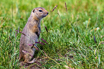 A  gopher in the grassland of mongolia