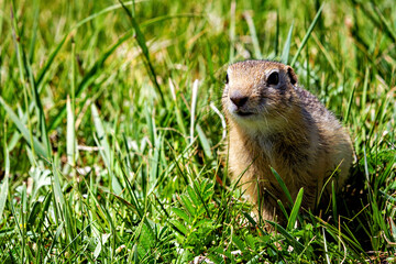 A  gopher in the grassland of mongolia