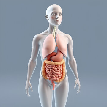 Anatomy of human body with digestive system. 3d illustration.