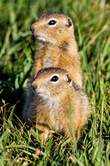 A  gopher in the grassland of mongolia