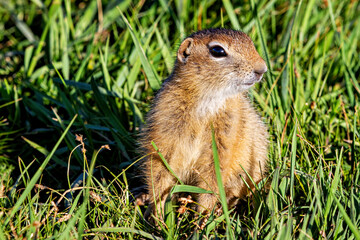 A  gopher in the grassland of mongolia