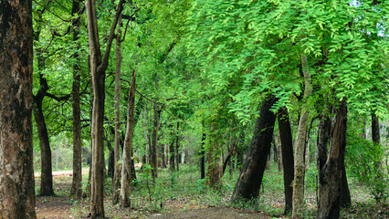 Photo of the Tadoba Andhari Tiger Reserve visit in the summer