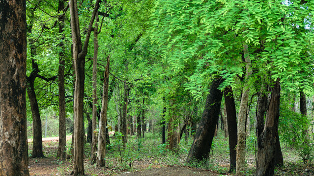 Photo of the Tadoba Andhari Tiger Reserve visit in the summer