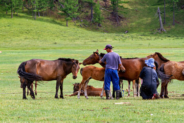 A herd of horses in the Mongolian landscape	
