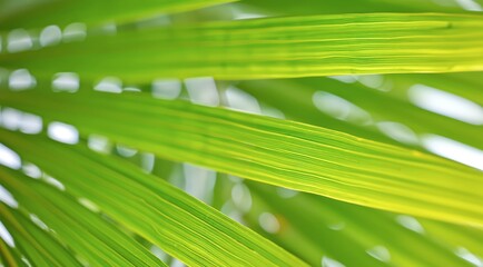 Green Palm Leaf Texture for Tropical Biophilic Design Background. Abstract Nature Aesthetic, Eco-Friendly Pattern, Zen Wellness Wallpaper Inspiration.