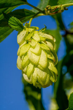 Discover the world of brewing with hops, wort and essential oils. Learn about phenols and flavonoids in brewing and baking. Learn how these ingredients are used in baked goods and pastries.