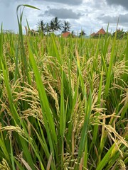 Obraz premium rice field in malaysia