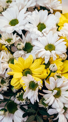 Fresh white and yellow daisies bouquet, close view. Colorful floral arrangement.