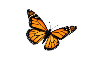 Fototapeta premium Monarch butterfly flying, orange wings, transparent background.