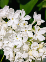 Obraz premium White lilac flowers, blooming petals and buds against green background.
