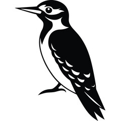 woodpecjer vector