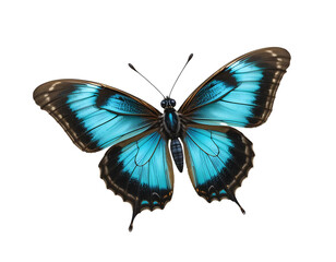 Fototapeta premium Clipper butterfly in flight, turquoise and black patterned wings, transparent.
