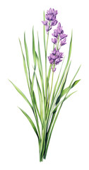 Fototapeta premium PNG Loose purple cluster with thin green stem illustration botanical flowers.