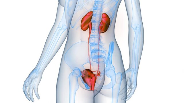 Female Urinary System with Reproductive System Anatomy Animation Concept