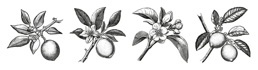 Vintage Botanical Illustrations of Lemon Tree and Fruit, vector illustration, engraving design, logo design set, black and white line