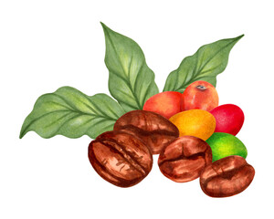 Coffee beans with multi-colored coffee tree berries. Watercolor botanical illustration. Hand drawn isolated art. For packaging, cookbook, menu, cafe design. Aroma of Robusta and Arabica varieties