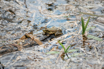 Close-Up of Frog Sitting on Log in Tranquil Pond Environment