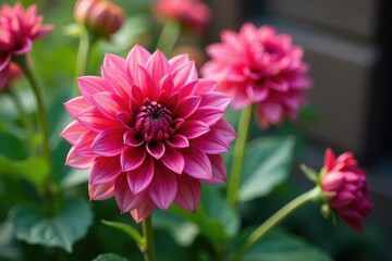 Fototapeta premium Intricate dahlia blooms, vibrant petals, lush foliage, white, dahlia, bloom
