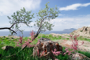 A Scenic View of Curved Tree Overlooking Mountain and Landscape
