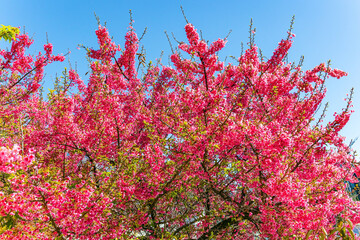 Blooming tree  - Japanese sakura