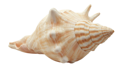 Elegant conch shell shines in darkness