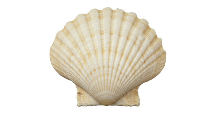 Elegant sea scallop shell ivory and white