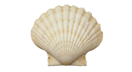 Elegant sea scallop shell ivory and white