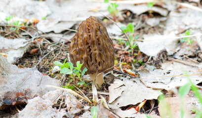 mushrooms in the forest
