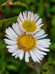 Fototapeta premium Close-up of two intertwined daisies.