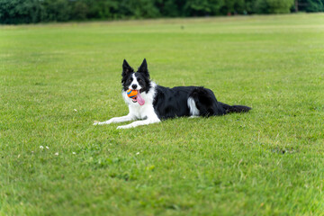 Playful Dog in the Park