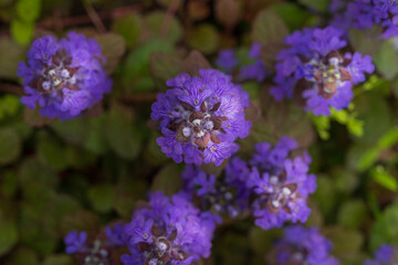 綺麗な青紫のアジュガ（十二単）の花
