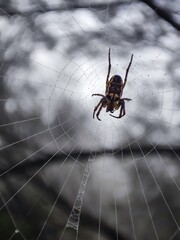 spider on the web