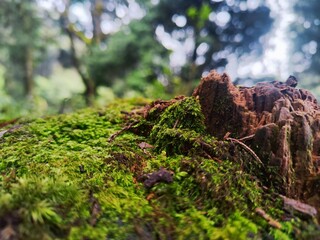 Close-up view of moss growing on a tree stump.