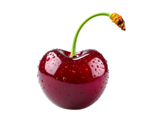 Single Fresh Cherry with Stem and Water Droplets, isolated on a transparent background