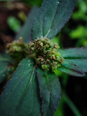 Close-up view of a cluster of tiny green buds on a plant.