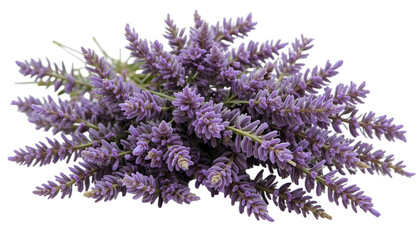 Herbal medicine plant Salvia officinalis or Sage isolated on transparent background