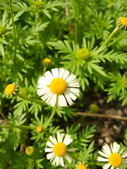 Obraz premium Tansy (Tanacetum vulgare)
