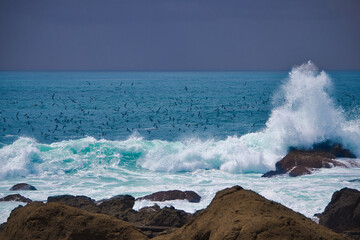波しぶきとオオミズナギドリ