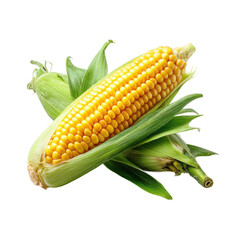 Ripe Yellow Corn on the Cob with Green Husks on Transparent Background