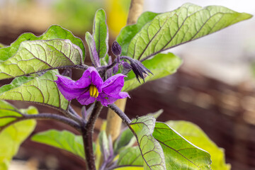 lila Auberginenblüte im Garten
