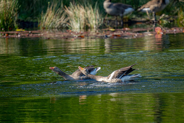 With their beaks wide open, wings spread out and powerful movements, two gray geese chase each other over the surface of the water.