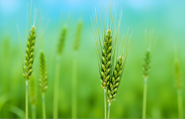 Close - up of Green Wheat Ears