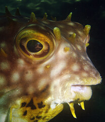 a puffer fish from the Caribbean Sea