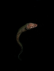 Spotted Moray Eel in a Night Reef – Mysterious Underwater Encounter