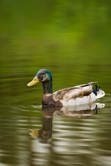 Obraz premium Male Mallard Duck in molting plumage swimming on the surface of a lake with green reflections