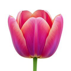 鮮やかなピンクのチューリップ 柔らかな光で輝く花びら