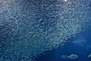 水族館　イワシ　大水槽　福岡　マリンワールド海の中道