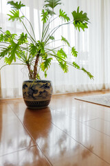 お気に入りのリビングルームの窓際のグリーン